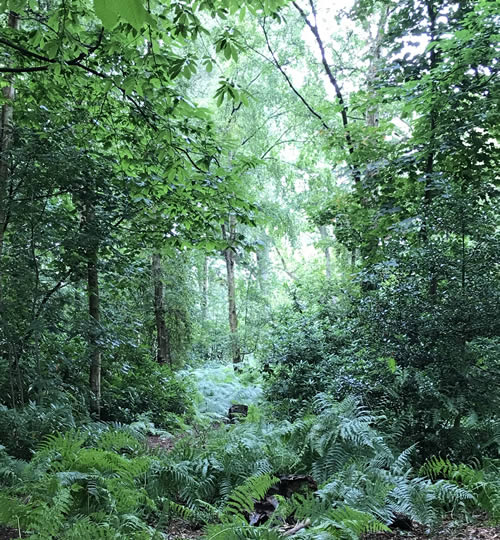 Wood Wide Web