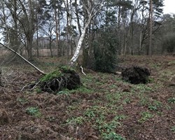 Save the Knettishall Trees