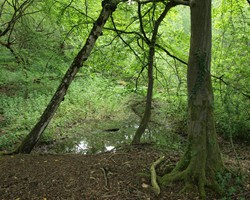 Save the Knettishall Trees