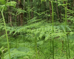 Save the Knettishall Trees